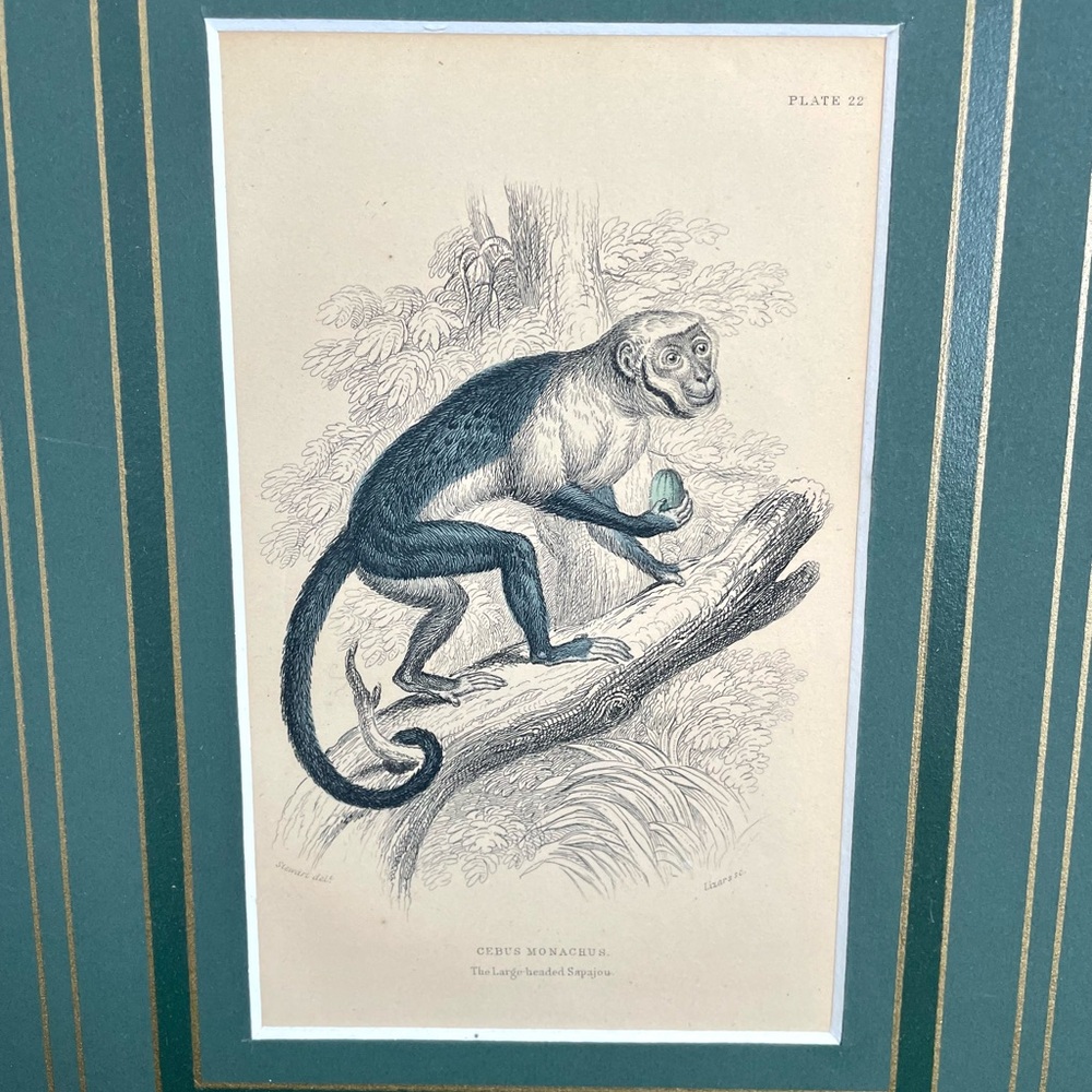 Lahaina Printsellers Certified Antique Print Cebus Monachus